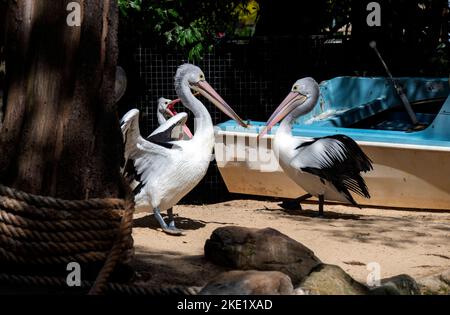 Trois pélicans australiens (Pelecanus oscillatus) au parc animalier Featherdale Wildlife Park de Sydney, Nouvelle-Galles du Sud, Australie (photo de Tara Chand Malhotra) Banque D'Images