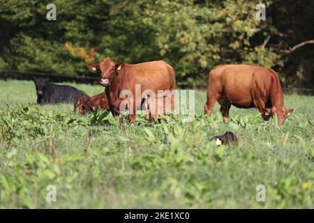 mignon veau angus avec mère vache sur un pré avec de l'herbe verte Banque D'Images