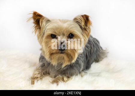 Le chien terrier du Yorkshire se trouve sur la moquette et regarde dans l'appareil photo Banque D'Images