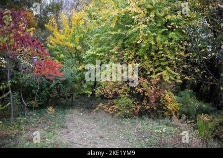 Odessa, Ukraine. 5th novembre 2022. Les couleurs des feuillages d'automne sont visibles dans le jardin botanique sur le boulevard Français. Jardin botanique de l'Université nationale d'Odessa nommé d'après Ilya Mishnikov. Plus de 3 000 types d'espaces verts sont présentés sur le territoire du jardin d'une superficie d'environ 16 hectares. Le jardin est une subdivision éducative de la Faculté de biologie de l'Université, sur sa base diplôme et les études de terme sont effectuées chaque année, le personnel scientifique du jardin participe au processus éducatif.en 1963, le jardin botanique a reçu le statut de parc-monument Banque D'Images