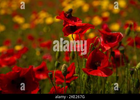 Une macro-image des coquelicots rouge cornoueux à West Pentire Cornwall Banque D'Images