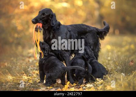 Flat Coated Retriever Banque D'Images