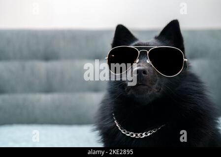 Chien Schipperke en lunettes. Concept de vie de voyou. Banque D'Images