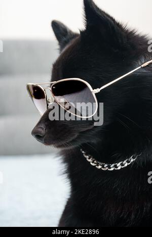 Chien Schipperke en lunettes. Concept de vie de voyou. Banque D'Images