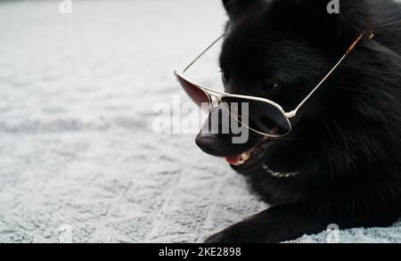 Chien Schipperke en lunettes. Concept de vie de voyou. Banque D'Images