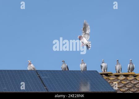 Un groupe de pigeons d'origine sur la crête d'un toit avec panneaux solaires Banque D'Images