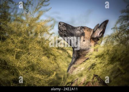 Portrait de Malinois Puppy Banque D'Images