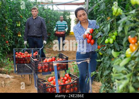 Une travailleuse hispanique récolte de tomates dans une serre Banque D'Images