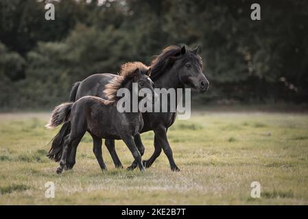 Shetland Banque D'Images