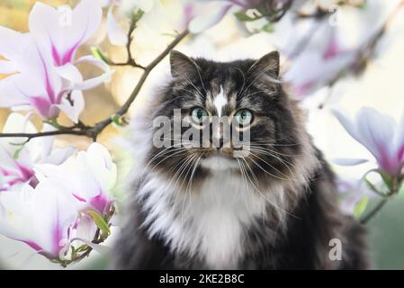 Chat norvégien Banque D'Images