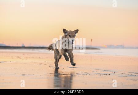 Golden Retriever à la plage Banque D'Images