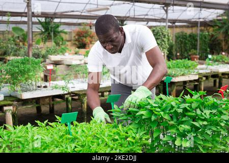 Afro homme vérifiant les semis dans le centre du jardin Banque D'Images
