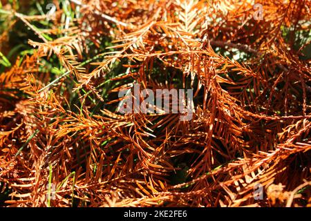 Metasequoia glyptostroboides (Dawn Redwood) goutte de feuilles. Sol forestier recouvert d'un feuillage de Metasequoia brun-rouge Banque D'Images