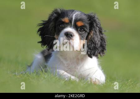 Jeune Cavalier King Charles Spaniel Banque D'Images
