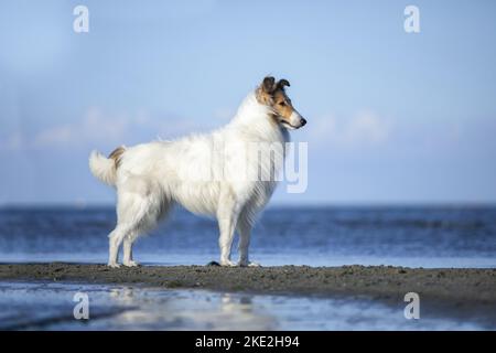 Collie Banque D'Images