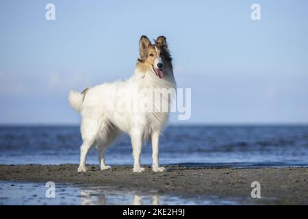 Collie Banque D'Images