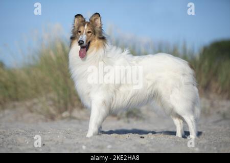 Collie Banque D'Images