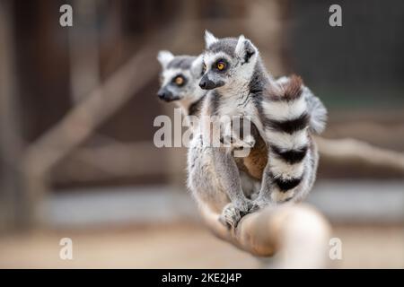 Ring-tailed lémuriens Banque D'Images