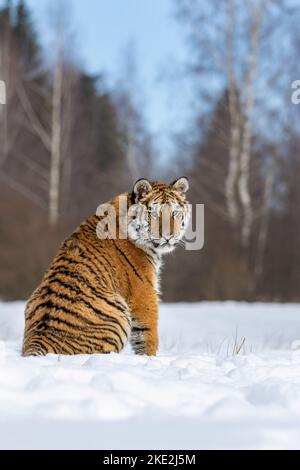 Le tigre de Sibérie est assis dans la neige Banque D'Images