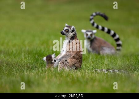 Ring-tailed lémuriens Banque D'Images