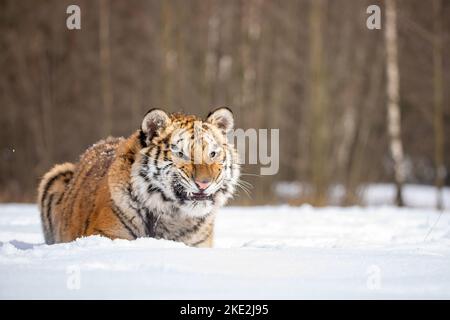 Le tigre de Sibérie se trouve dans la neige Banque D'Images