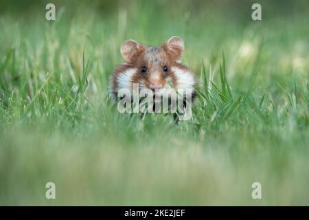 hamster à ventre noir sur la prairie Banque D'Images