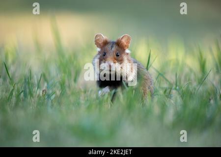 hamster à ventre noir sur la prairie Banque D'Images