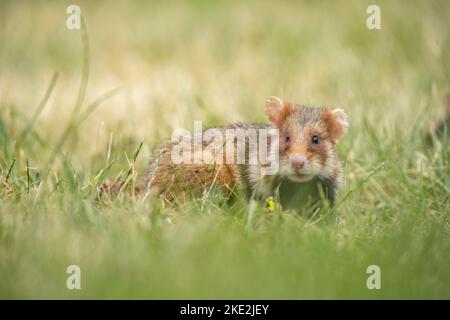 hamster à ventre noir sur la prairie Banque D'Images