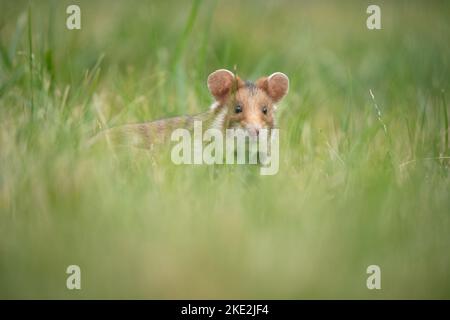 hamster à ventre noir sur la prairie Banque D'Images