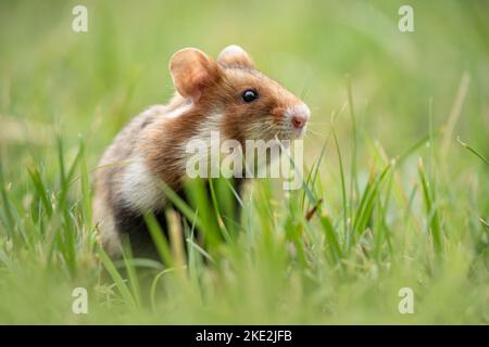 hamster à ventre noir sur la prairie Banque D'Images