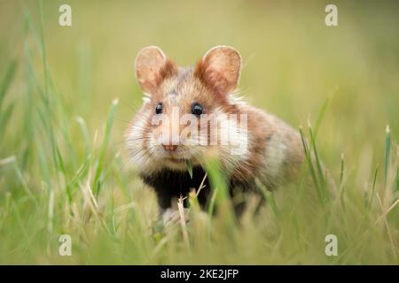 hamster à ventre noir sur la prairie Banque D'Images