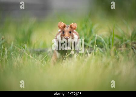 hamster à ventre noir sur la prairie Banque D'Images