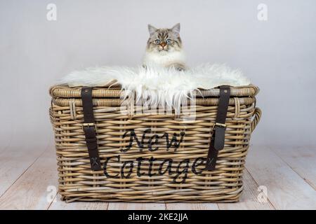 Sacred-Birman-Cross en studio Banque D'Images