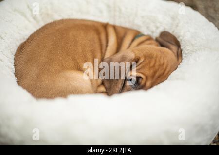 Le Rhodesian Ridgeback Puppy Banque D'Images