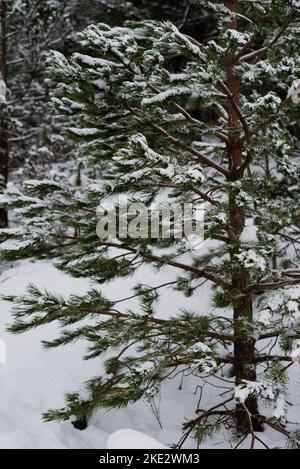 Arbres enneigés, belle montagne bosniaque Prenj, Rujista. Hiver en Bosnie. Atmosphère idyllique. Banque D'Images