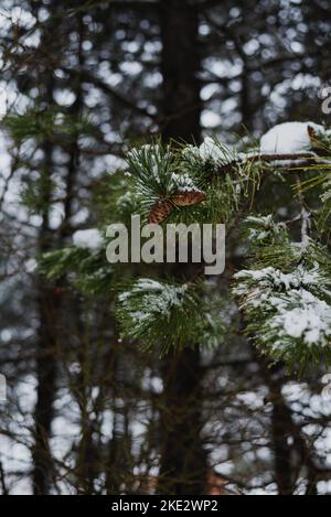 Arbres enneigés, belle montagne bosniaque Prenj, Rujista. Hiver en Bosnie. Atmosphère idyllique. Banque D'Images