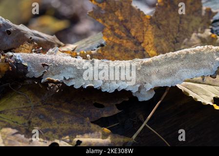 Wite Irpex lacteus, champignon de la croûte sur les arbres déchus gros plan foyer sélectif Banque D'Images