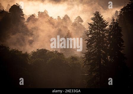 La brume côtière du début de la matinée enveloppe une forêt pluviale tempérée dans le parc national olympique de Washington Banque D'Images