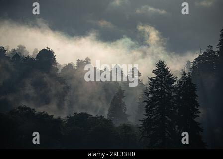 La brume côtière du début de la matinée enveloppe une forêt pluviale tempérée dans le parc national olympique de Washington Banque D'Images