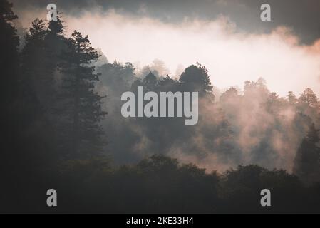 La brume côtière du début de la matinée enveloppe une forêt pluviale tempérée dans le parc national olympique de Washington Banque D'Images