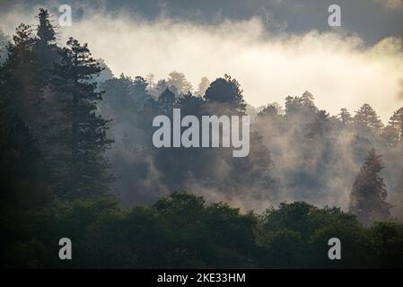 La brume côtière du début de la matinée enveloppe une forêt pluviale tempérée dans le parc national olympique de Washington Banque D'Images