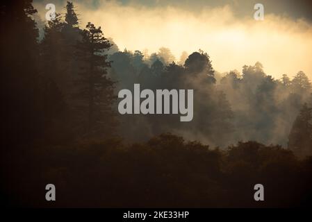 La brume côtière du début de la matinée enveloppe une forêt pluviale tempérée dans le parc national olympique de Washington Banque D'Images