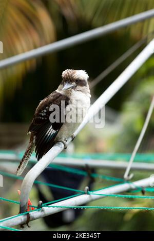 Kookaburra reposant sur une corde à linge Sydney New South Wales Australie Banque D'Images