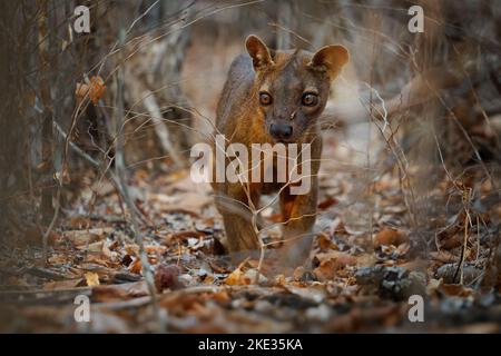 Fossa - Cryptoprocta ferox mammifère à queue longue endémique à Madagascar, famille des Eupleridae, apparenté à la civette malgache, le plus grand carnivore de mammifères Banque D'Images