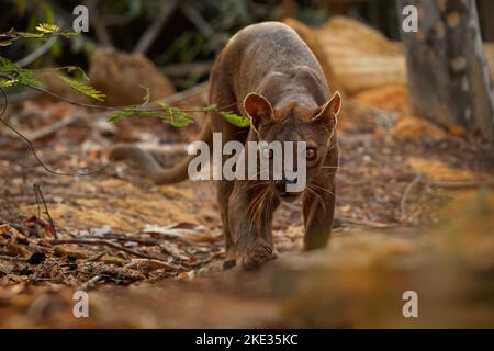 Fossa - Cryptoprocta ferox mammifère à queue longue endémique à Madagascar, famille des Eupleridae, apparenté à la civette malgache, le plus grand carnivore de mammifères Banque D'Images