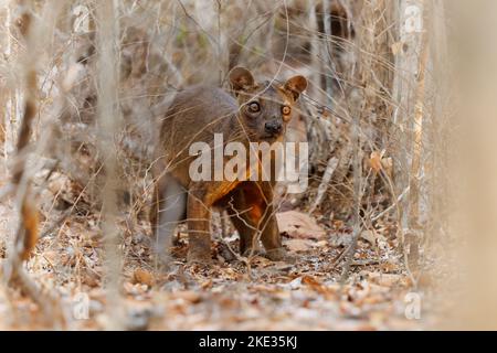 Fossa - Cryptoprocta ferox mammifère à queue longue endémique à Madagascar, famille des Eupleridae, apparenté à la civette malgache, le plus grand carnivore de mammifères Banque D'Images