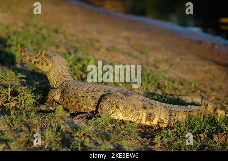 Alligator cayman crocodile rurrenabaque Bolivie Amazonas dschungle Banque D'Images