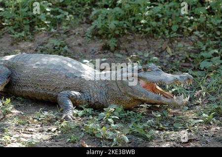 Alligator cayman crocodile rurrenabaque Bolivie Amazonas dschungle Banque D'Images