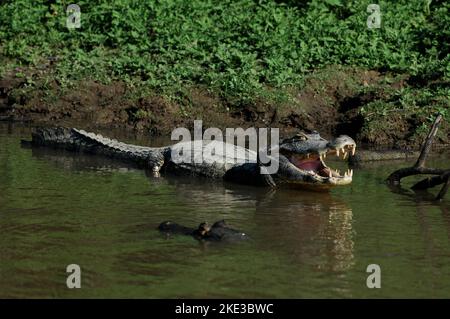 Alligator cayman crocodile rurrenabaque Bolivie Amazonas dschungle Banque D'Images