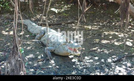 Alligator cayman crocodile rurrenabaque Bolivie Amazonas dschungle Banque D'Images